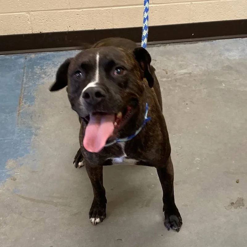 An adult medium-sized male Brindle Mixed Breed dog named Rudy for adoption in Memphis, TN