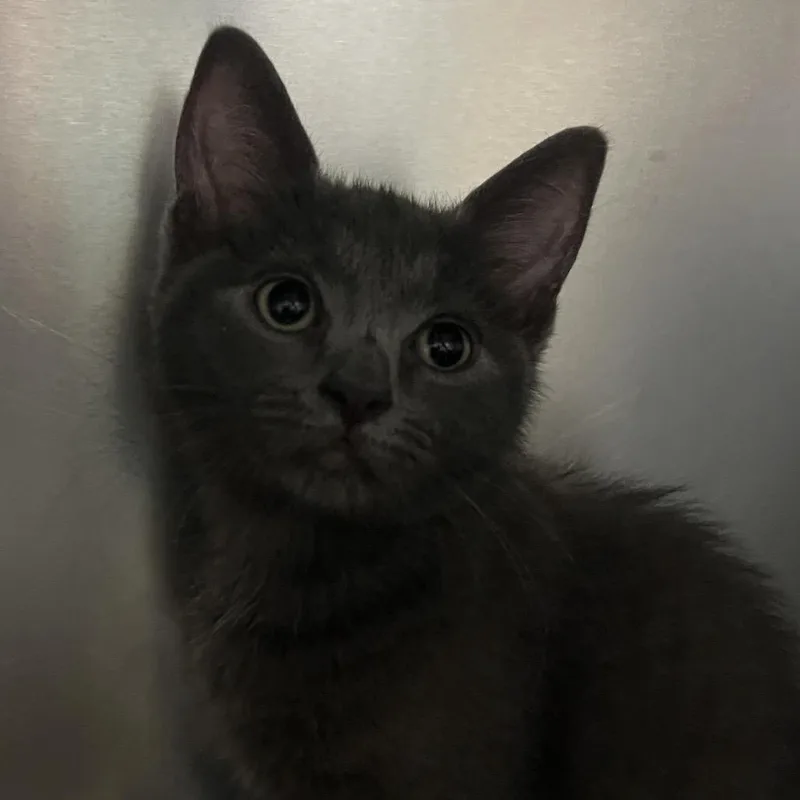 A baby small-sized female Gray / Blue / Silver Domestic Short Hair cat named Baby Ruth for adoption in Naples, FL