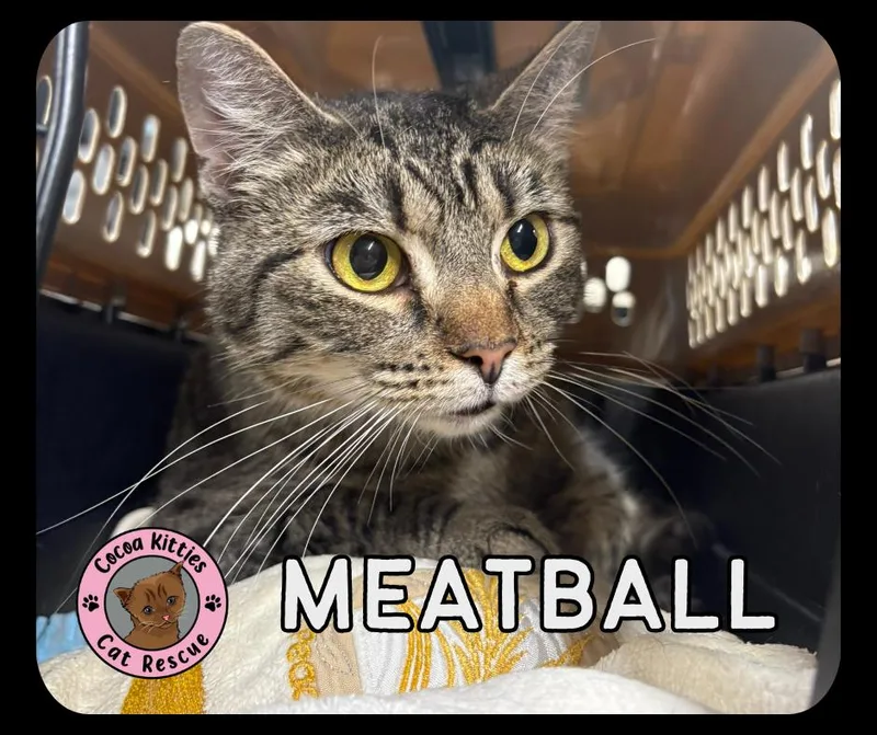 Meatball