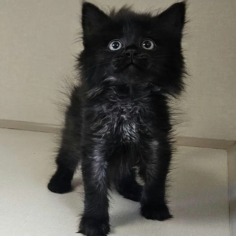 A baby medium-sized male Black Domestic Long Hair cat named Striker for adoption in Wapakoneta, OH