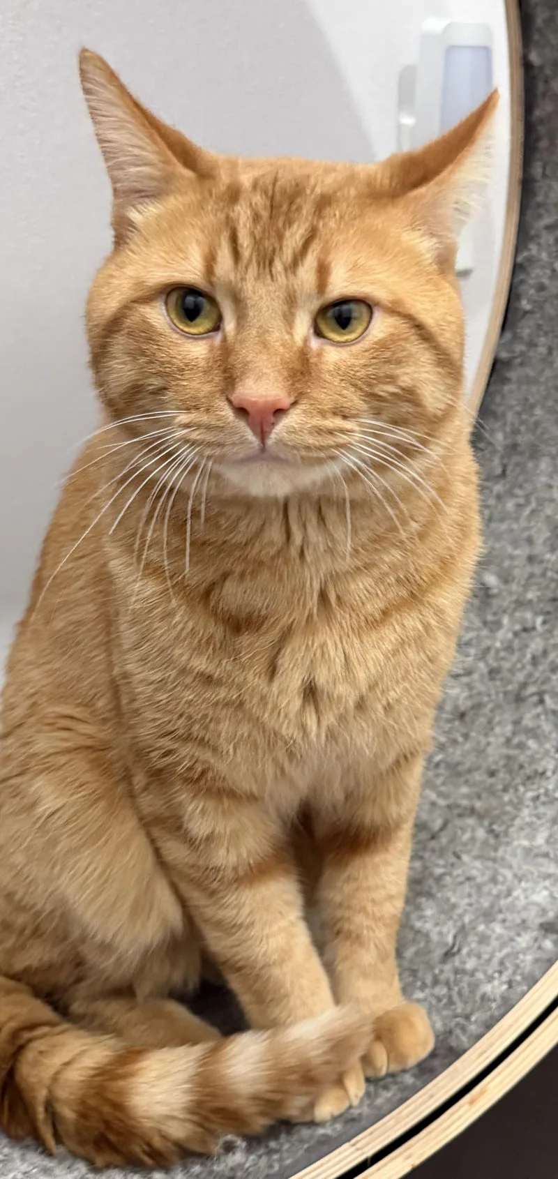 Garfield thumbnail 2