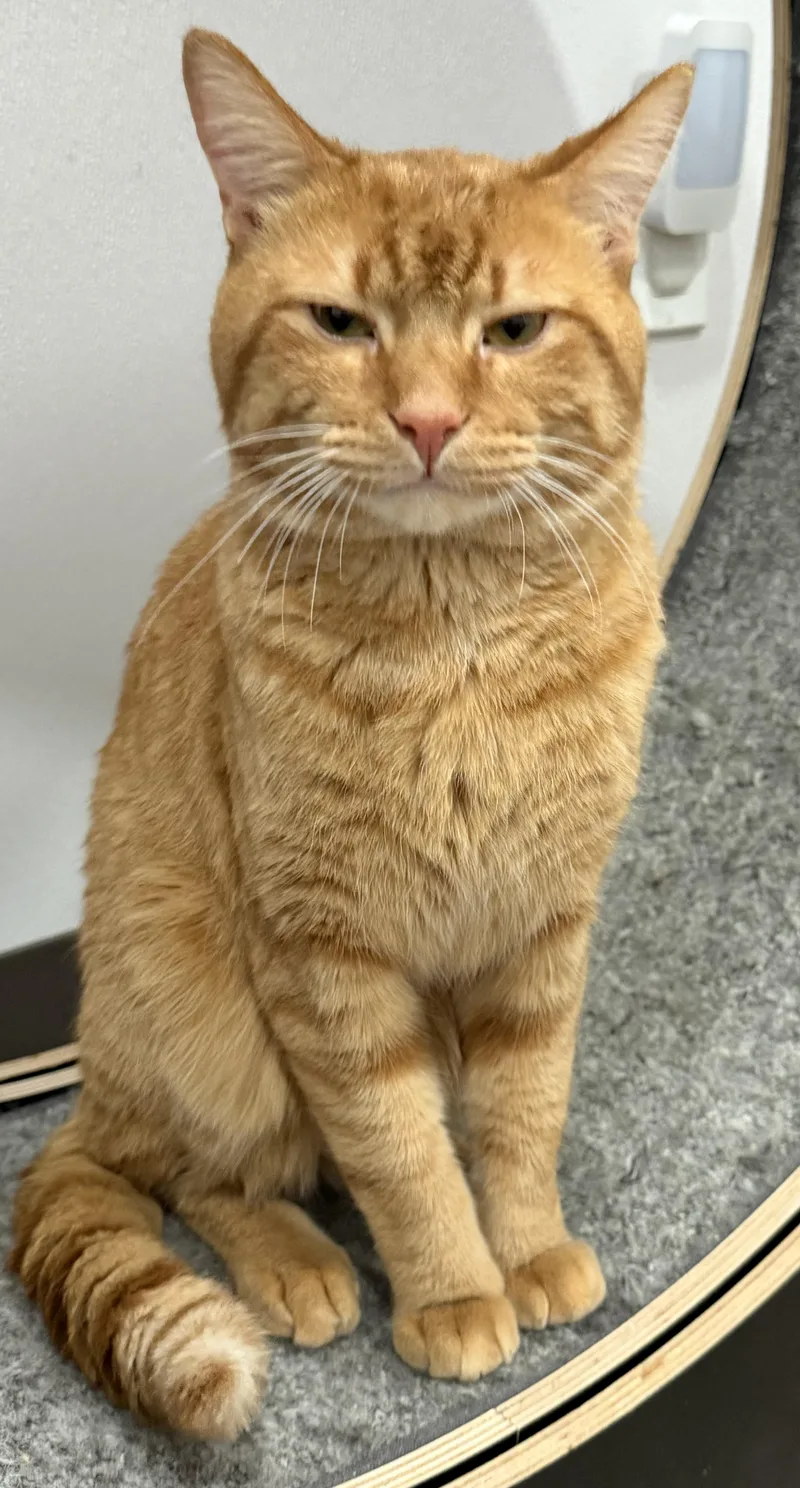 Garfield thumbnail 3