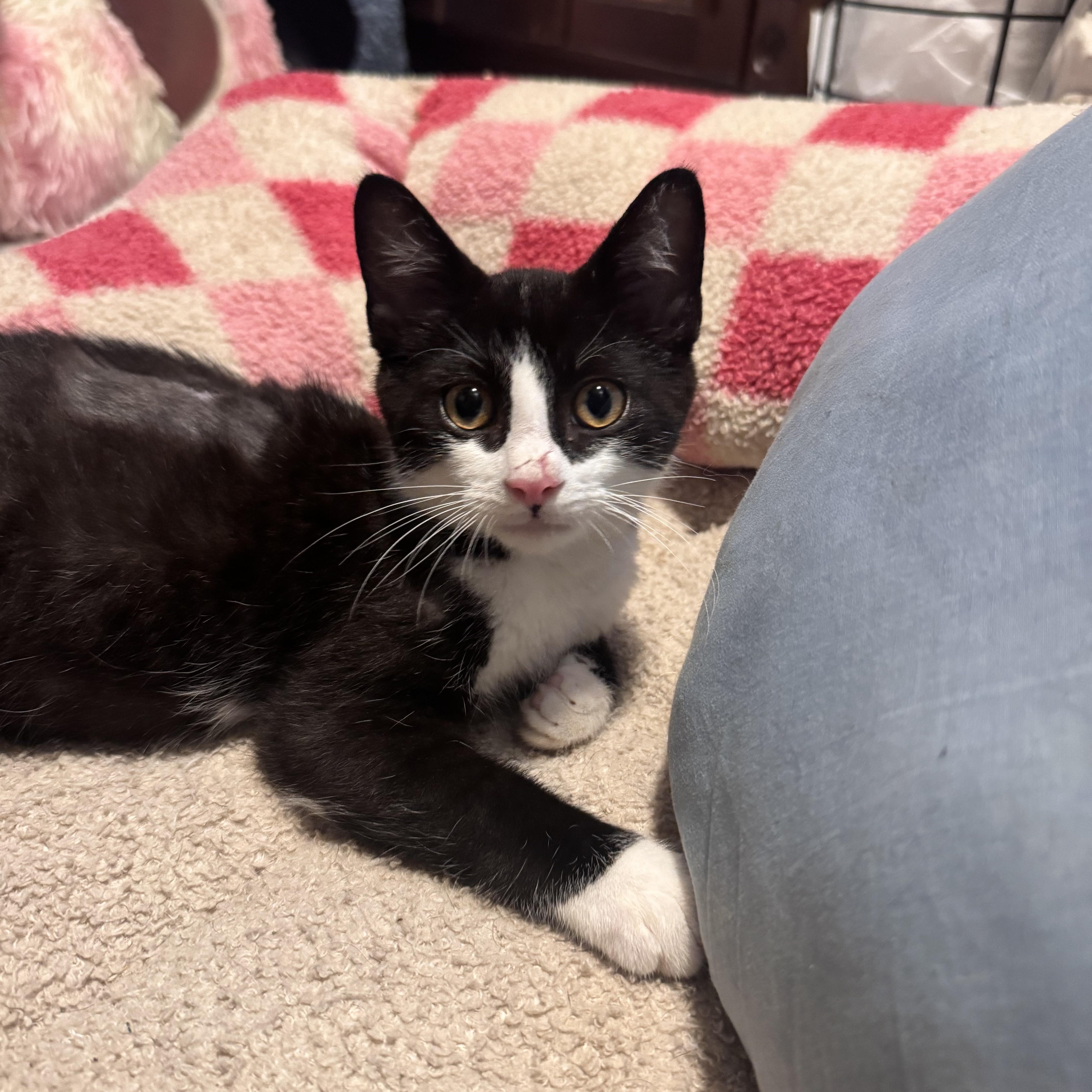 A baby medium-sized male Black Domestic Short Hair cat named Rootbeer for adoption in Avon, NY