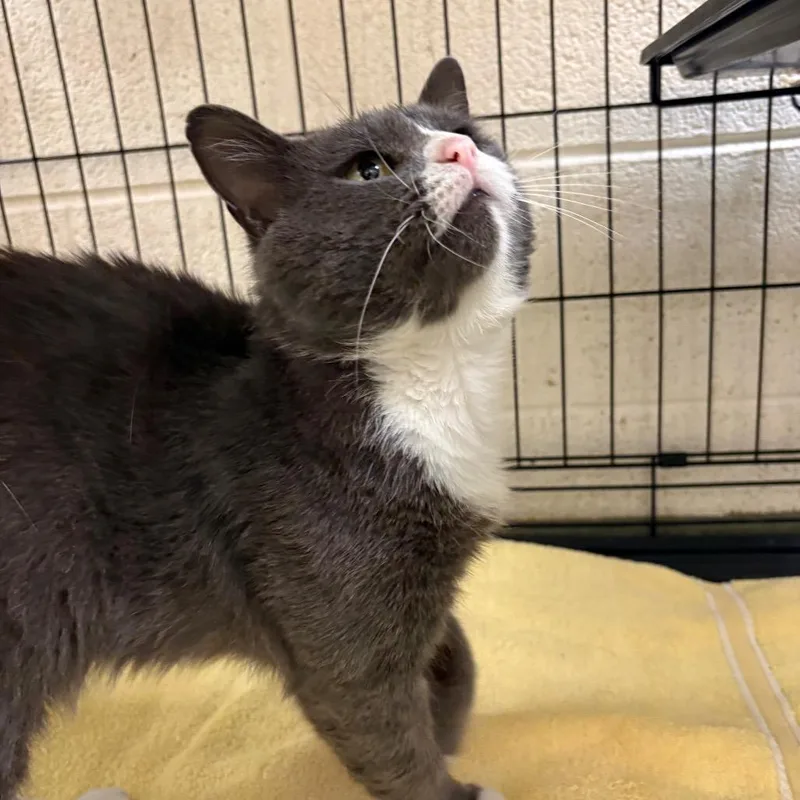 An adult medium-sized male Gray / Blue / Silver Domestic Short Hair cat named Winston for adoption in Harrisonburg, VA