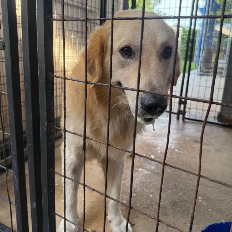An adult medium-sized male Golden Retriever dog named Gump for adoption in Lake Jackson, TX