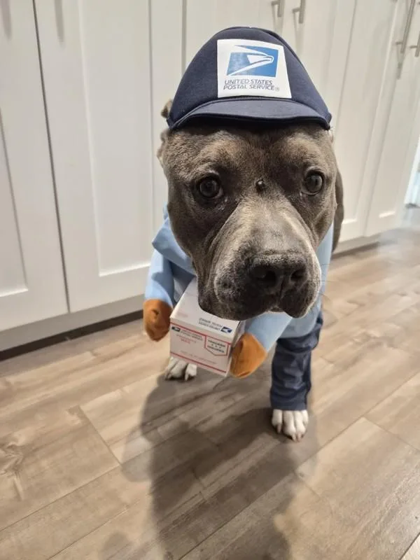 An adult large-sized female Pit Bull Terrier dog named Mila for adoption in San Diego, CA