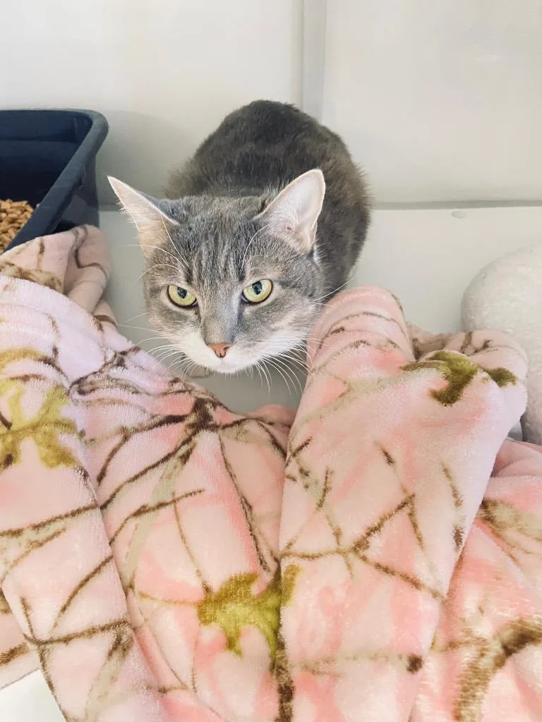 An adult medium-sized female Domestic Short Hair cat named Batgirl for adoption in Peoria, AZ