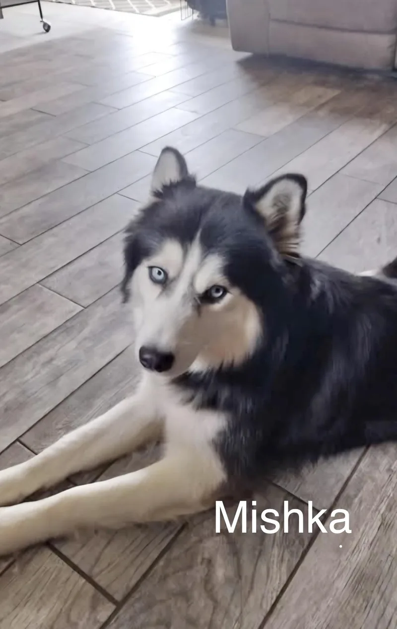 An adult large-sized male Husky dog named Mishka for adoption in Manchester, CT