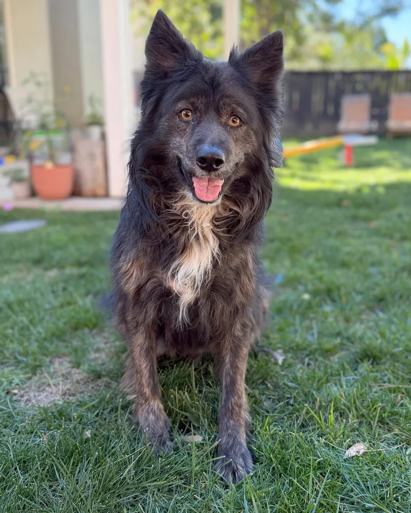 An adult large-sized male Shepherd dog named Beary for adoption in Corona, CA