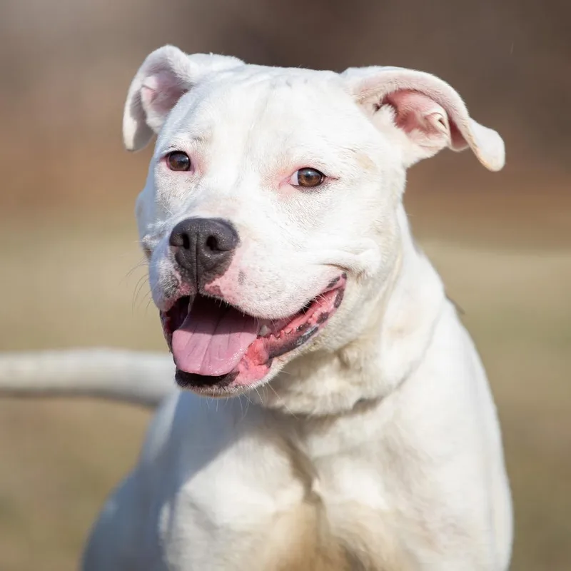 An adult medium-sized male White / Cream Pit Bull Terrier dog named Adam for adoption in Henderson, KY