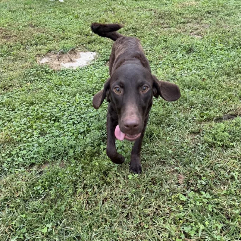 A young medium-sized female Brown / Chocolate Pointer dog named Shelby for adoption in Marshalltown, IA