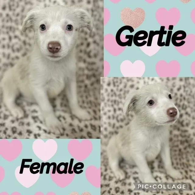 A baby medium-sized female Australian Shepherd dog named Gertie for adoption in Manchester, CT