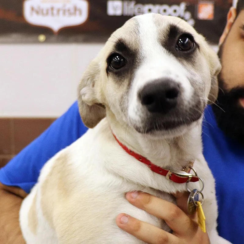 A baby medium-sized female Mixed Breed dog named Roxanne for adoption in Port Washington, NY