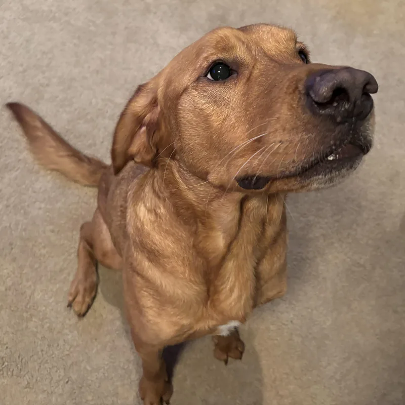 Mac