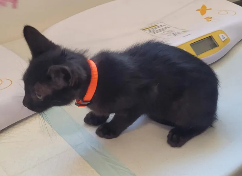A baby small-sized male Domestic Short Hair cat named Bruno for adoption in Grand Rapids, MN