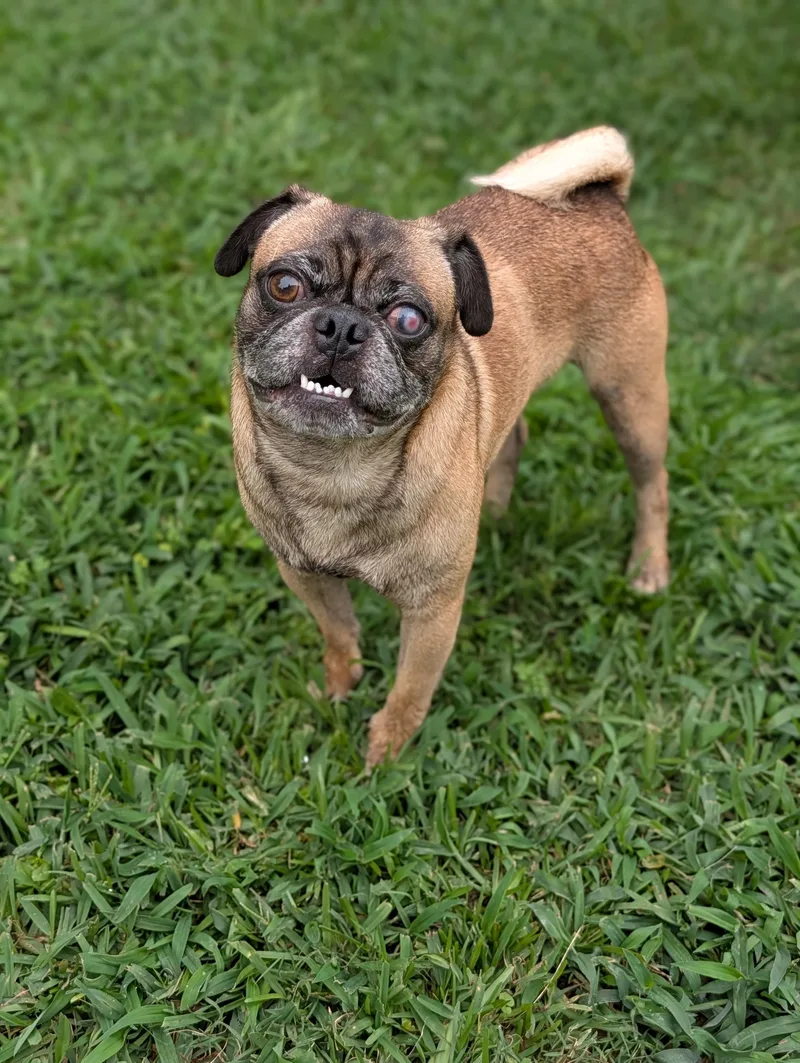 An adult small-sized male Red / Chestnut / Orange Pug dog named Pop for adoption in Baton Rouge, LA