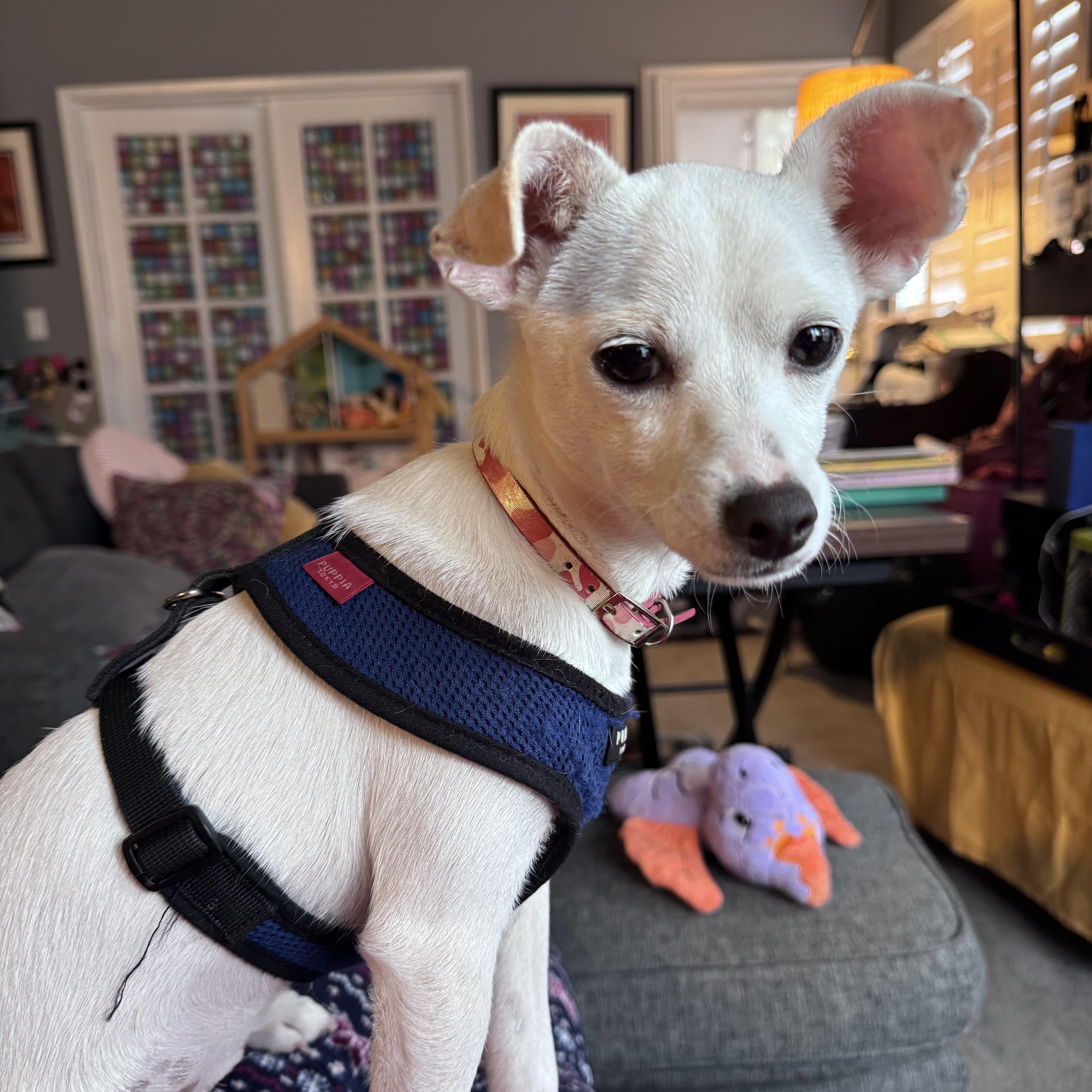 A young small-sized female Mixed Breed dog named Puddin for adoption in Los Angeles, CA