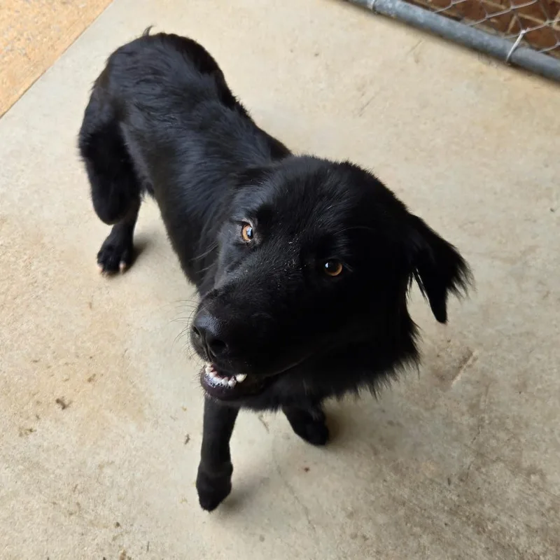 An adult medium-sized male Black Retriever dog named Kevin for adoption in Birmingham, AL