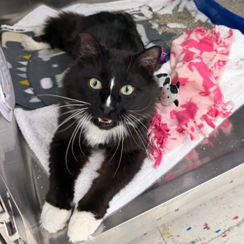 An adult large-sized male Black Domestic Long Hair cat named Brock for adoption in Hamburg, NY