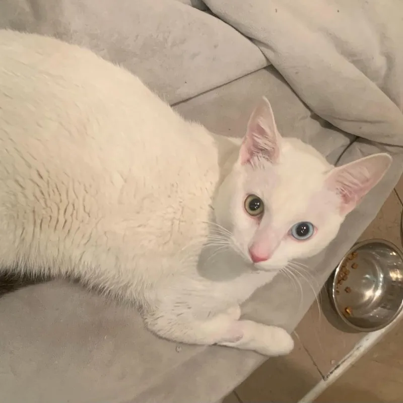 A young medium-sized male White Domestic Short Hair cat named Wizard for adoption in New York, NY