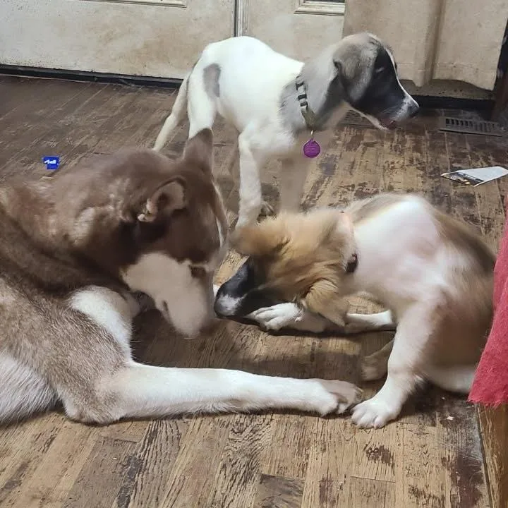 A baby small-sized female Yellow / Tan / Blond / Fawn Anatolian Shepherd dog named Heartbreak Express for adoption in Fredericksburg, VA