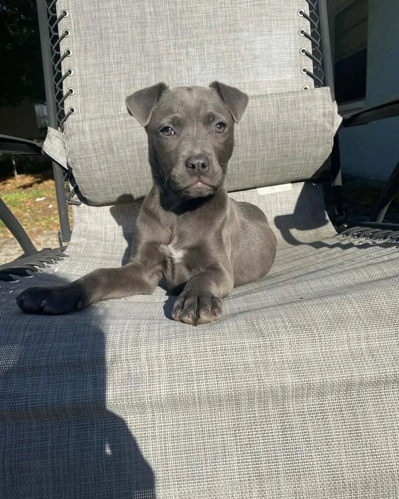 A baby medium-sized female Labrador Retriever dog named Allie for adoption in Saint Petersburg, FL