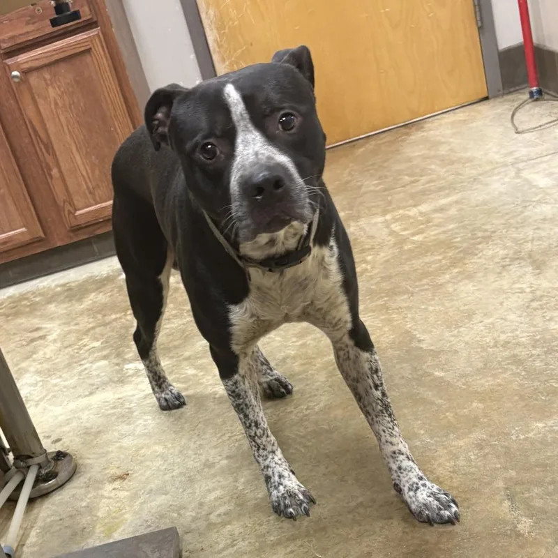 An adult small-sized male Black Labrador Retriever dog named AsherU for adoption in Tupelo, MS