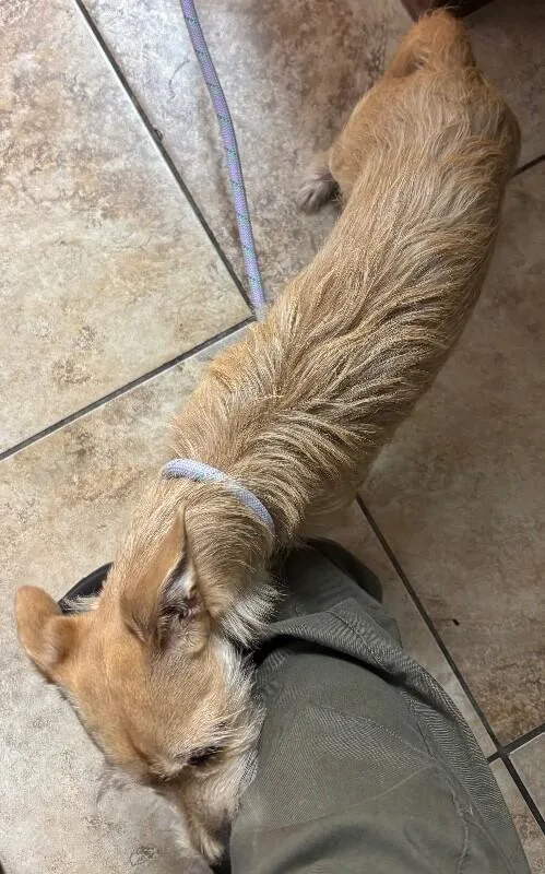An adult small-sized male Mixed Breed dog named Dobby for adoption in Cincinnati, OH