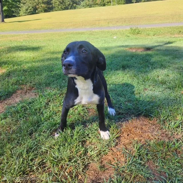 A young medium-sized female Labrador Retriever dog named Elodie for adoption in Manhasset, NY