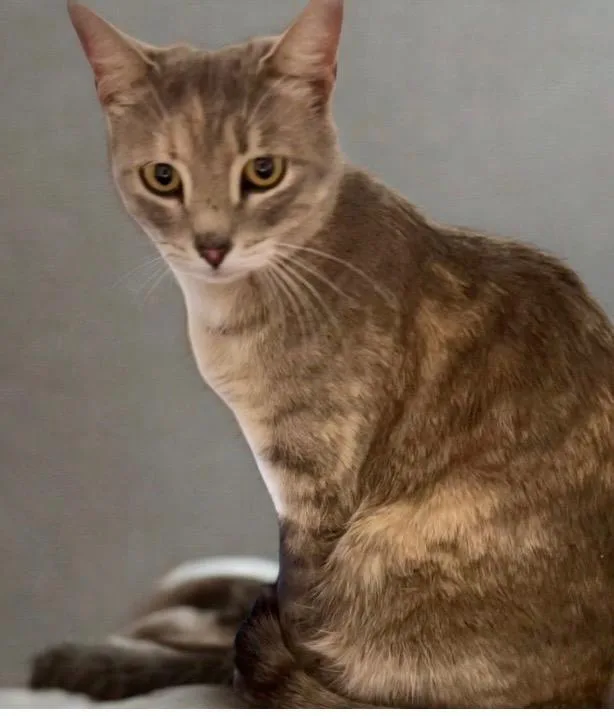 An adult medium-sized female Domestic Short Hair cat named Kori for adoption in Cottonwood, AZ