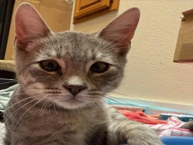A baby small-sized male Gray / Blue / Silver Domestic Short Hair cat named Gus for adoption in Woodland, CA