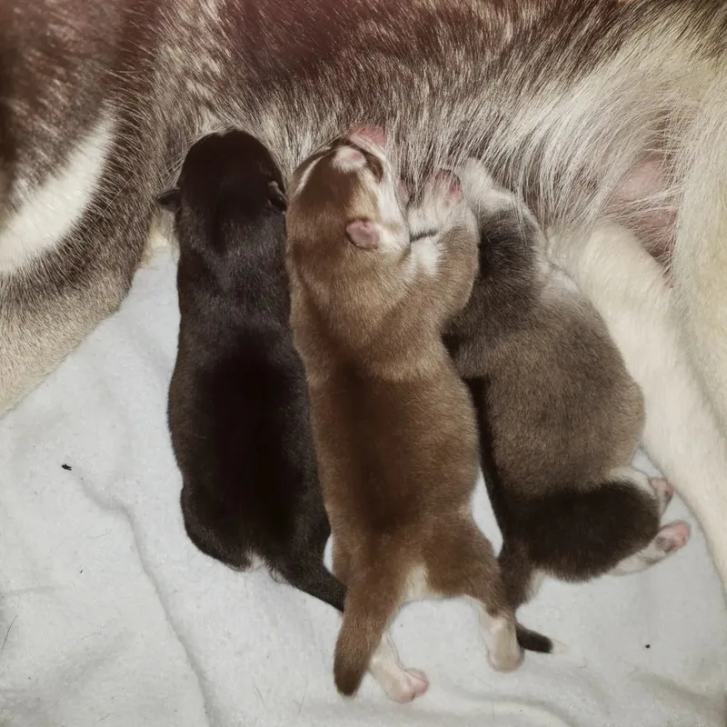 Juliet And Romeo Bonded thumbnail 3