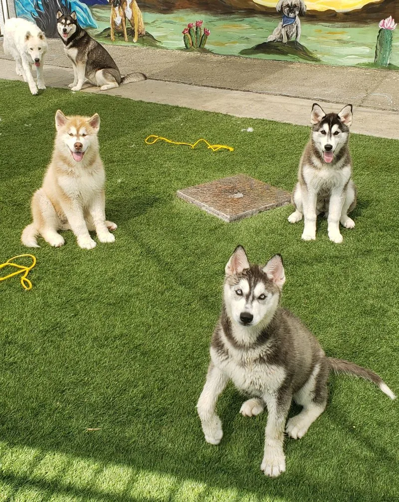 Juliet And Romeo Bonded thumbnail 5