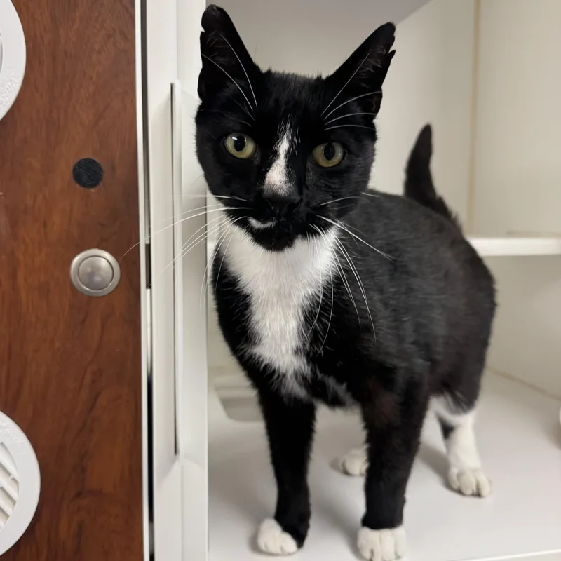 A senior medium-sized male Domestic Short Hair cat named Jesse for adoption in Reisterstown, MD
