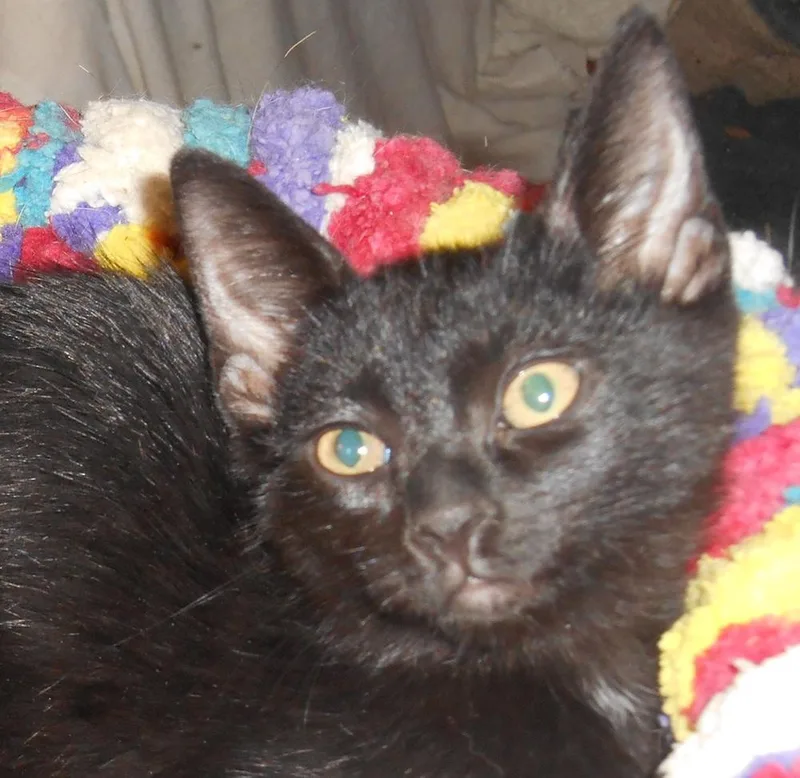 A baby medium-sized female Black Domestic Short Hair cat named Giddyup for adoption in North Highlands, CA