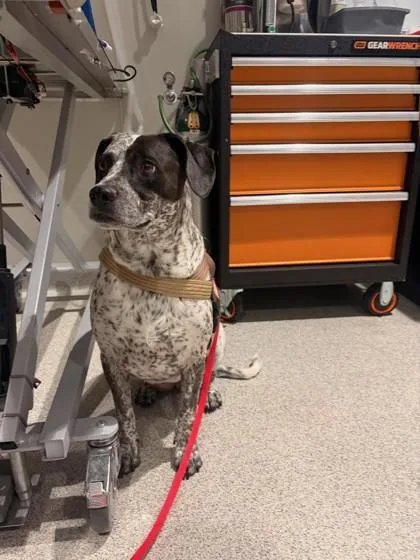An adult large-sized female Pointer dog named Sammy for adoption in Hamilton, MT