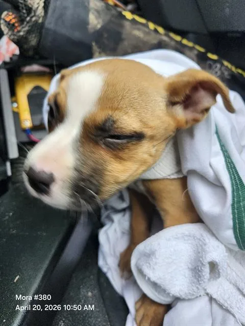 A baby small-sized female American Staffordshire Terrier dog named Natasha for adoption in San Antonio, TX