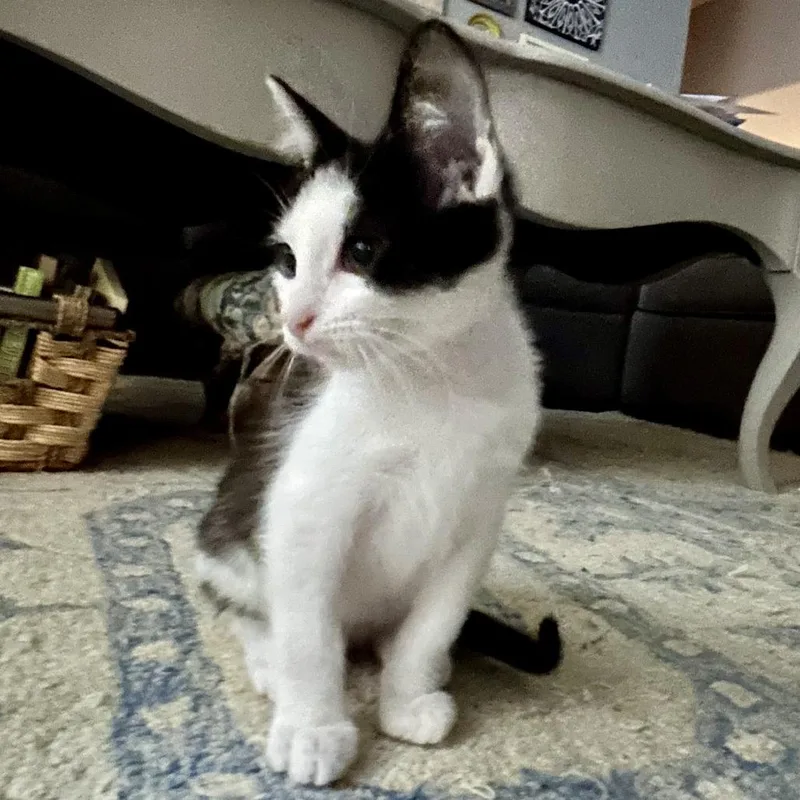 A baby small-sized male Black Domestic Short Hair cat named Paul for adoption in Houston, TX