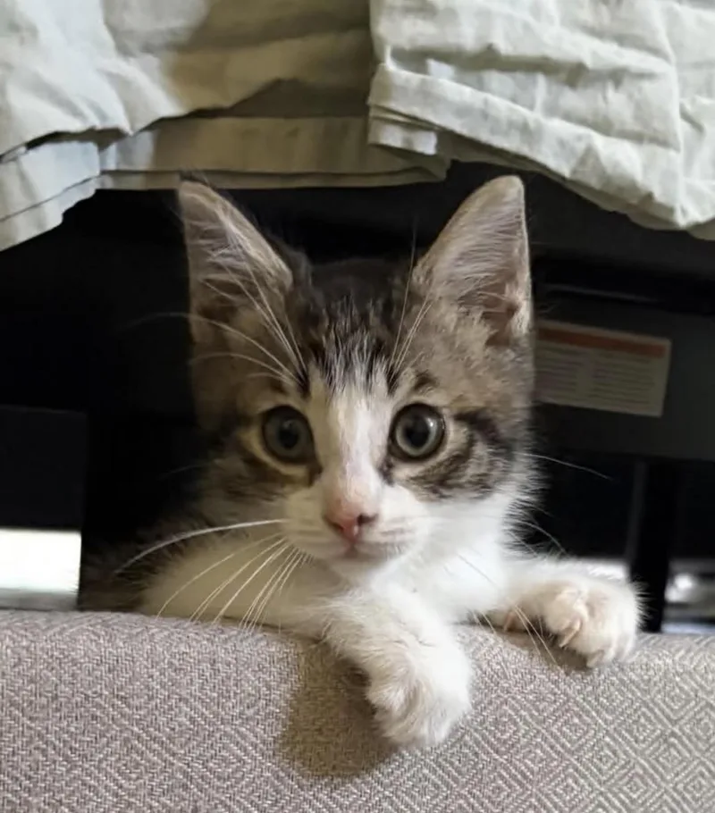 A baby medium-sized female Tabby (Brown / Chocolate) Domestic Short Hair cat named Tyson for adoption in Grand Haven, MI