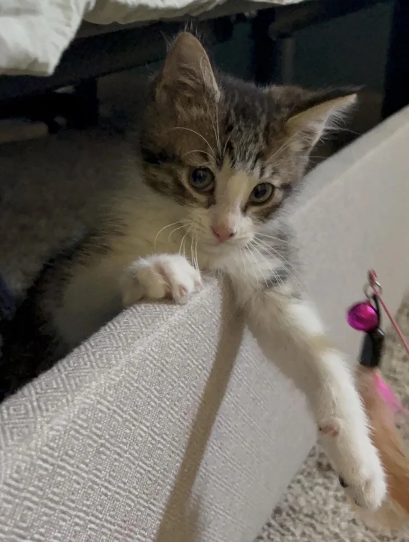 Tyson thumbnail 2