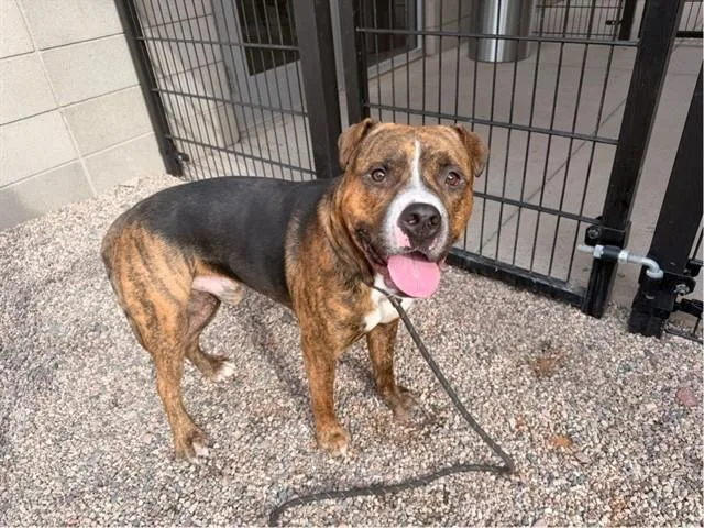 A young large-sized male Pit Bull Terrier dog named Mortar for adoption in Mesa, AZ