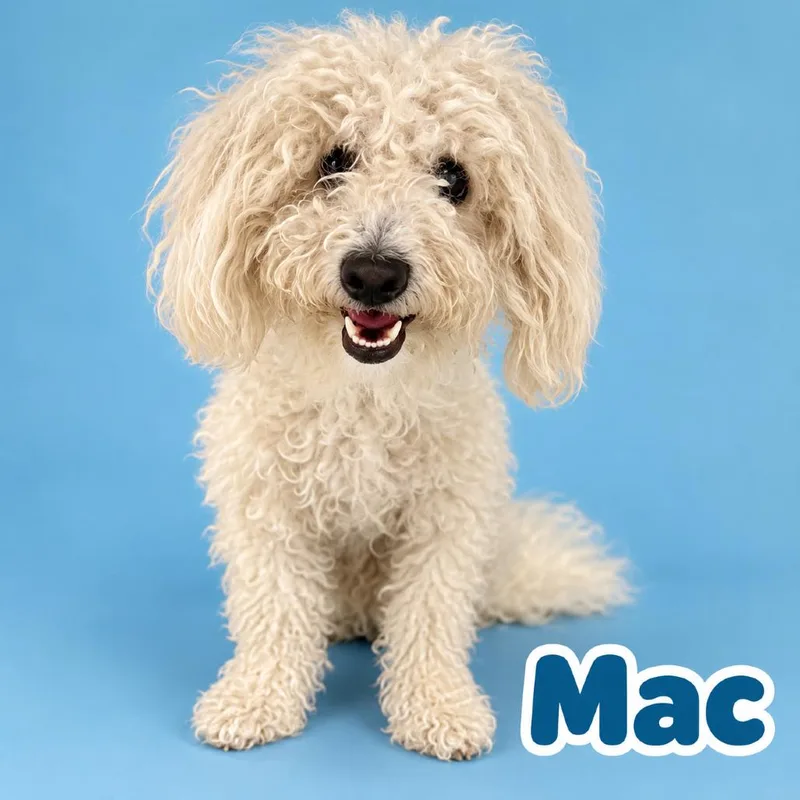 An adult small-sized male Poodle (Toy) dog named Mac for adoption in Scottsdale, AZ