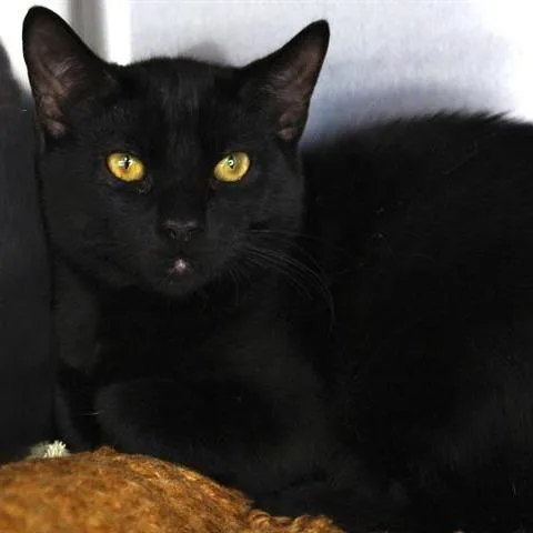 An adult large-sized male Black Domestic Short Hair cat named Midnight for adoption in Hopkinton, MA