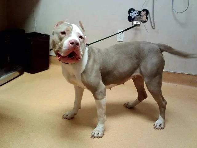 An adult large-sized female Pit Bull Terrier dog named Maude for adoption in Martinez, CA
