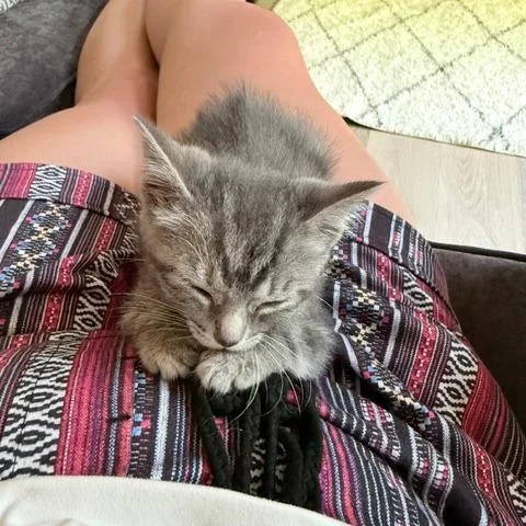 A baby small-sized female Gray / Blue / Silver Domestic Short Hair cat named Ash C for adoption in Princeton, MN