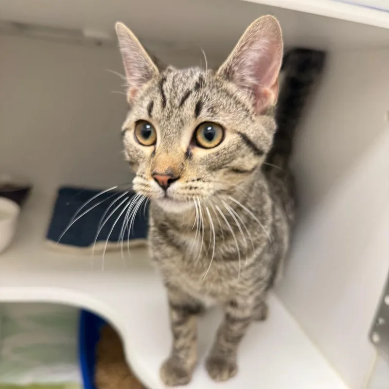 A baby medium-sized male Domestic Short Hair cat named Randall for adoption in Cumming, GA