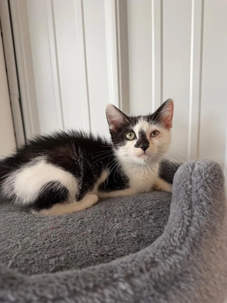 A baby small-sized male Domestic Short Hair cat named Vance for adoption in Pierceton, IN