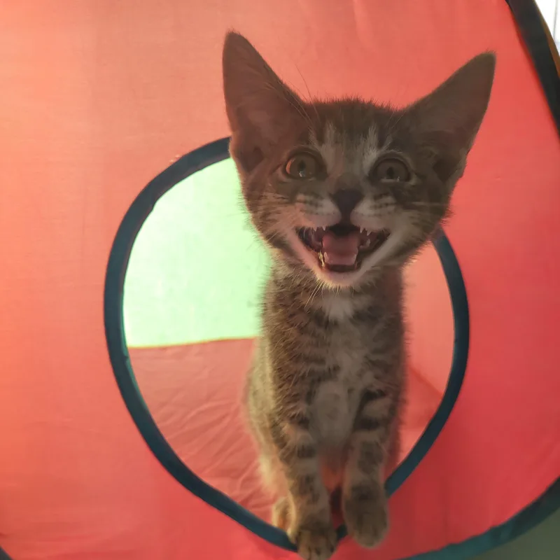 A baby small-sized female Dilute Calico cat named Delilah for adoption in Maple Shade, NJ