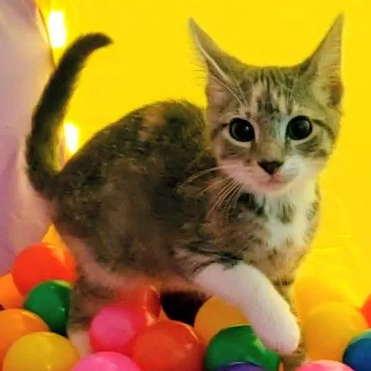 Delilah thumbnail 3