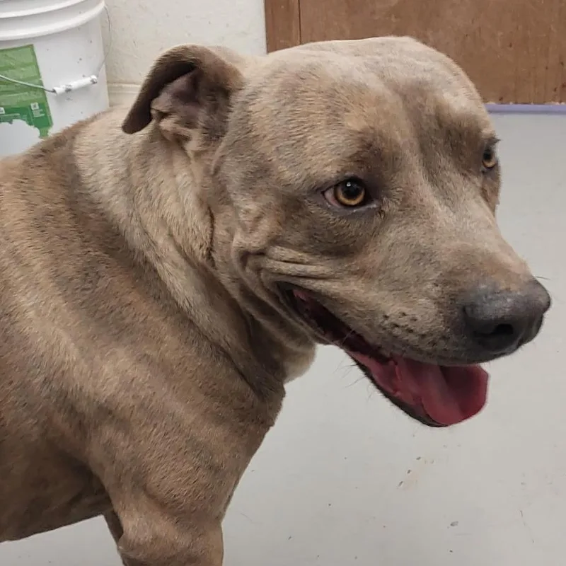 An adult medium-sized male Gray / Blue / Silver Pit Bull Terrier dog named Newt for adoption in Kanab, UT
